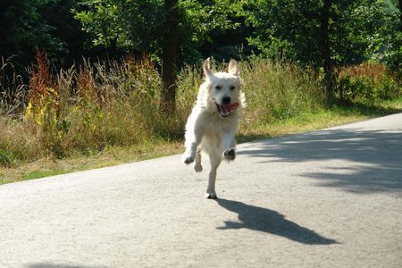 Golden Retriever Balou -und so trocknet man schnell-