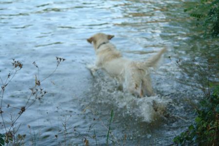 Golden Retriever Balou rein in den Kanal