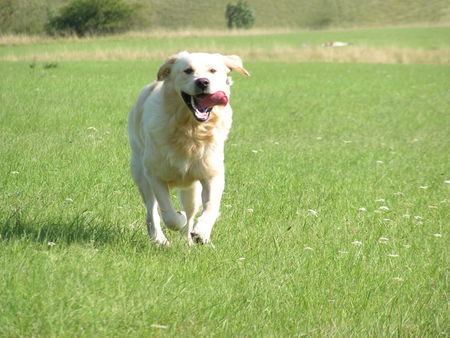 Golden Retriever Wo gibt es was zum Fressen