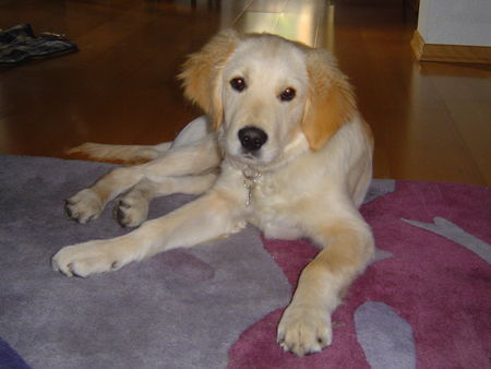 Golden Retriever Ben, 4 Monate alt