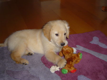 Golden Retriever Ben, 10 Wochen alt