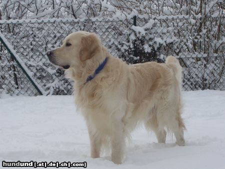 Golden Retriever Schneefreuden