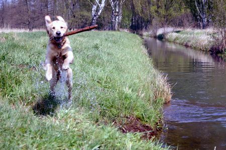 Golden Retriever Erik der Wickinger