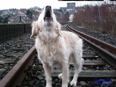 Golden Retriever wau wau Ich bin ein Wolf =)