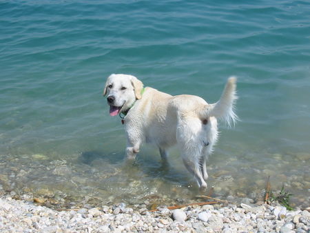 Golden Retriever Einstein 