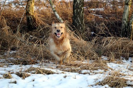 Golden Retriever Erik der Wickinger