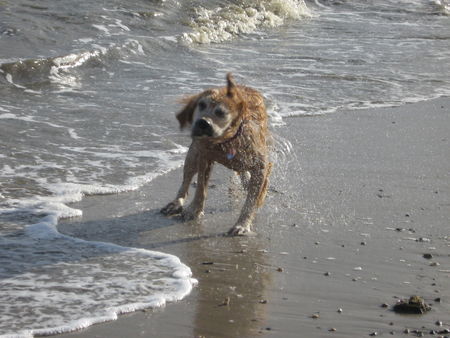 Golden Retriever Balu an der Nordsee