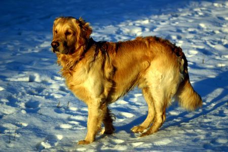 Golden Retriever Erik der Wickinger