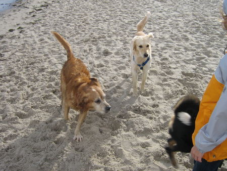 Golden Retriever Balu an der Nordsee