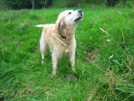 Golden Retriever Charly nach dem schwimmen in der Nied