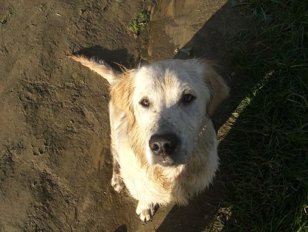 Golden Retriever Georgi 5monate alt 