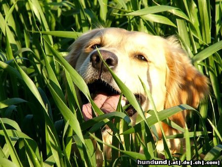 Golden Retriever Ginger 2 Jahre