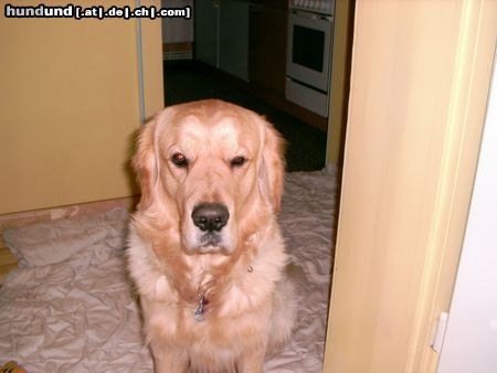 Golden Retriever Schau mir in die Augen ; Kleines !