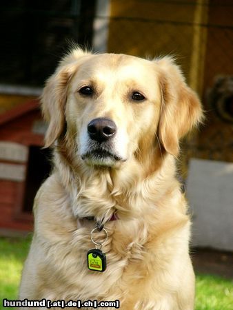 Golden Retriever Ginger 2 Jahre