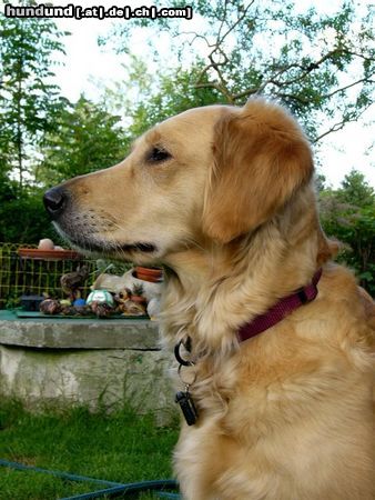 Golden Retriever Ginger 2 Jahre