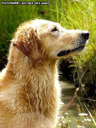 Golden Retriever Mein Lieblingsfoto von Ginger