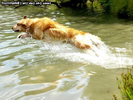 Golden Retriever Ginger in Action