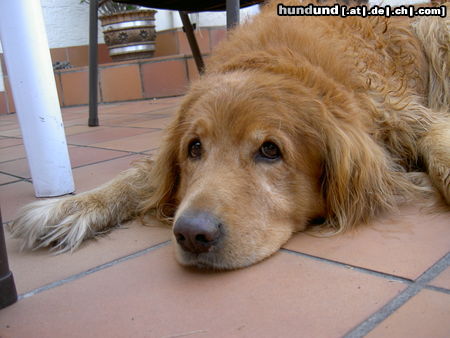 Golden Retriever Tom (12 Jahre) 