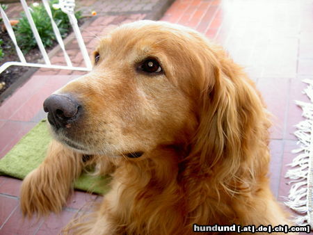 Golden Retriever Tom (Delio) mit 12 Jahren