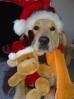 Golden Retriever Frohes Fest