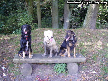 Golden Retriever Zwei Aussie`s und ein Goldie, die sich lieben...