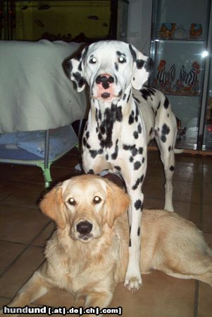 Golden Retriever Cora und Spikey