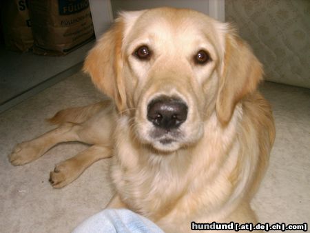 Golden Retriever Cora