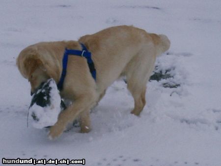 Golden Retriever aaaahhh... schwer, der sandsack ;)