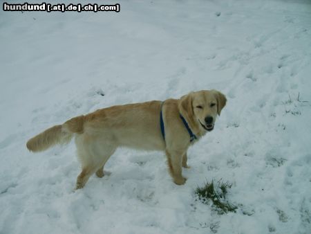 Golden Retriever Cora