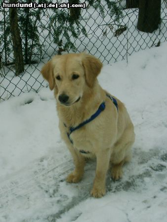 Golden Retriever Im Schnee ist es am allerallerschönsten!!!