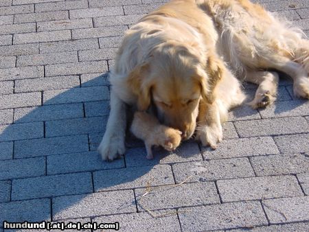 Golden Retriever Mura und ihr ,, Junges