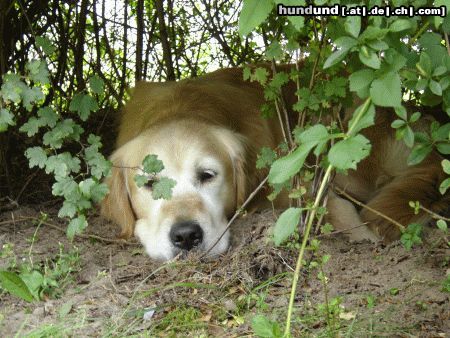 Golden Retriever Nickerchen