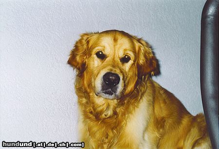 Golden Retriever