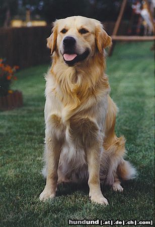 Golden Retriever