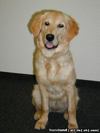 Golden Retriever Amba 18 Monate