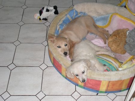 Golden Retriever Suri und Akira