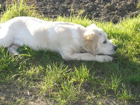 Golden Retriever