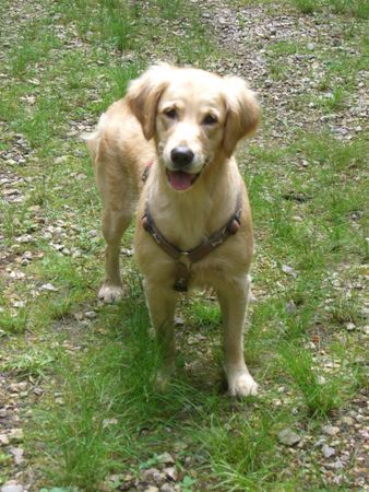 Golden Retriever Guckgucks :-)