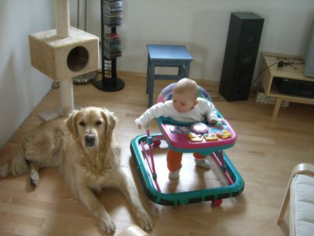 Golden Retriever Aiko mit Leonie