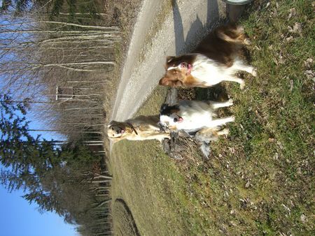 Golden Retriever Aiko, Balu und Sunny 