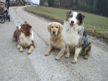 Golden Retriever Die Drei Muskeltiere Aiko, Balu und -Sunny