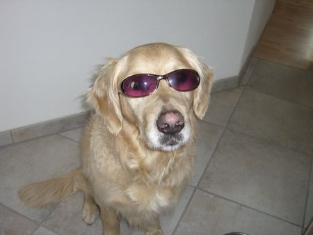 Golden Retriever ich bin cool