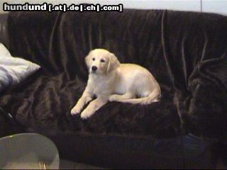 Golden Retriever Kerryline 4 Monate Alt