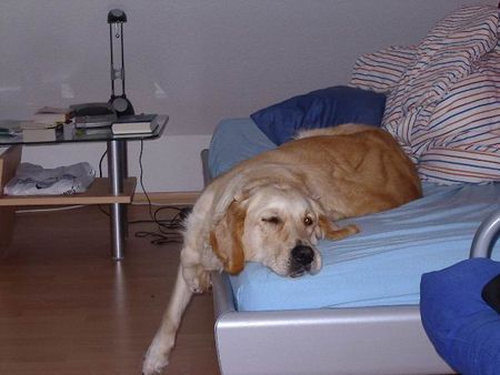 Golden Retriever Ach, ist das alles anstrengend...