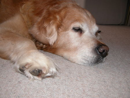 Golden Retriever schnarch