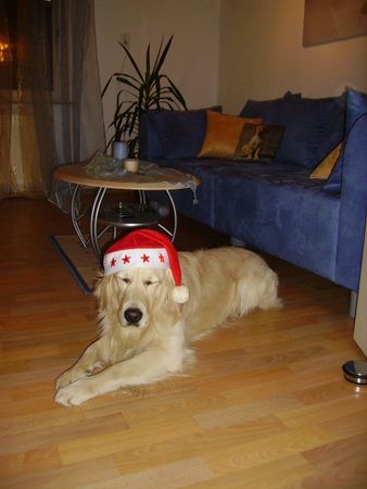 Golden Retriever Weihnachten hätten wir für heuer wieder geschafft!