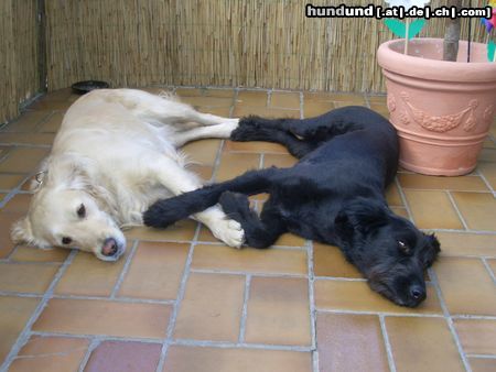 Golden Retriever Mein Name ist Juli und Daß ist mein kleiner Freund