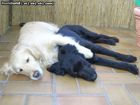 Golden Retriever Mein Name ist Juli und mein Freund heißt Sam 