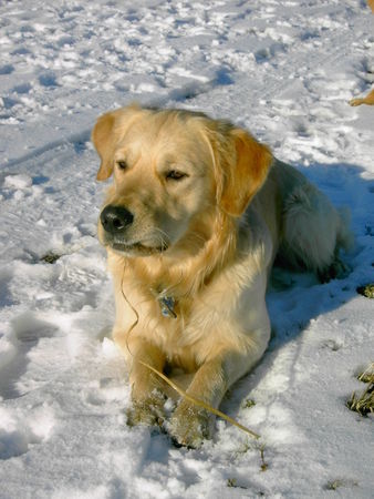 Golden Retriever Cisco: 