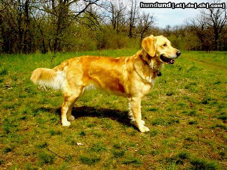 Golden Retriever Ginger 2 Jahre